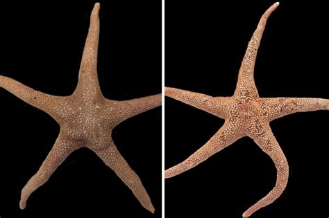 Two new sea star species discovered in PH | Inquirer News