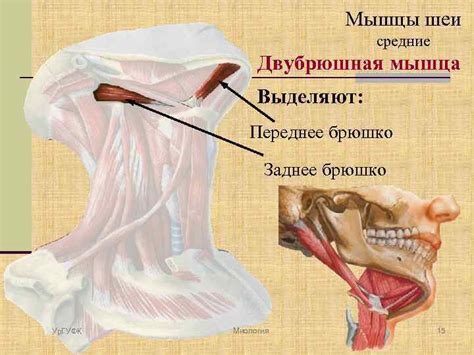 Миология Часть 3 Мышцы шеи Ур ГУФК Миология