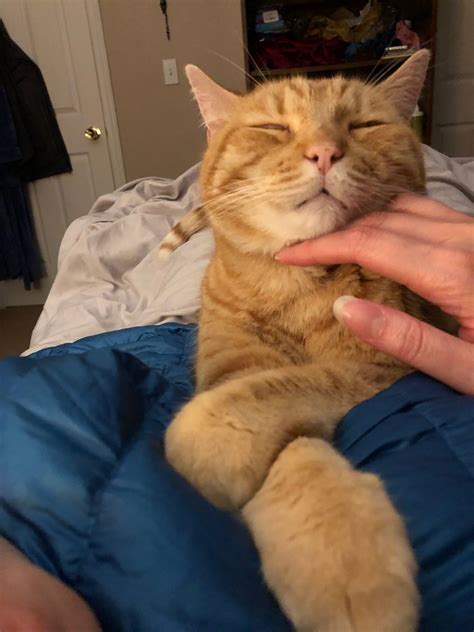 jackson galaxy cat toys 7