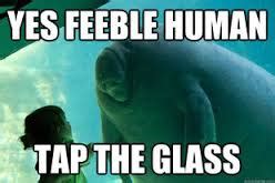 Dugong Memes! - Dugongs r us