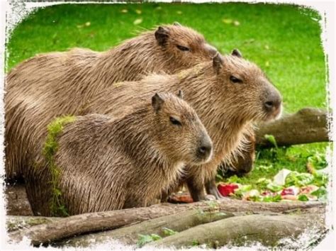 O Que Significa Sonhar Com Capivara - Sonhar com Capivara: o que significa? Interpretação completa