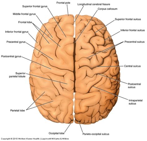 Chapter 7 - Cerebral Hemispheres/Lobes Flashcards | Quizlet