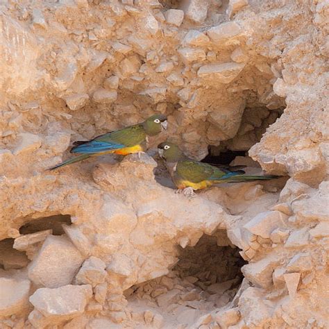 Burrowing Parrot Stock Photos, Pictures & Royalty-Free Images - iStock