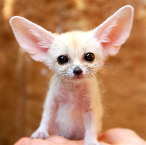 🦊 A Baby Fennec Fox 🦊 : r/aww