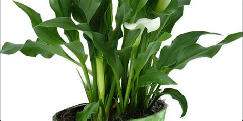 Calla Lily Care Indoors | The Garden