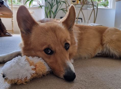 Are Corgis Good Apartment Dogs? Here's The Truth