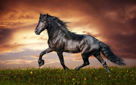 Beautiful Horses Wallpapers - Wallpaper Cave