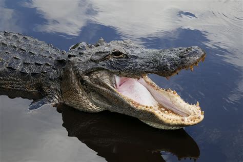 Alligator Wallpapers (27 images) - WallpaperCat