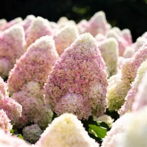 Купить Сирень пестролистная Syringa v. 'Aucubaefolia' в Киеве | Бджилка