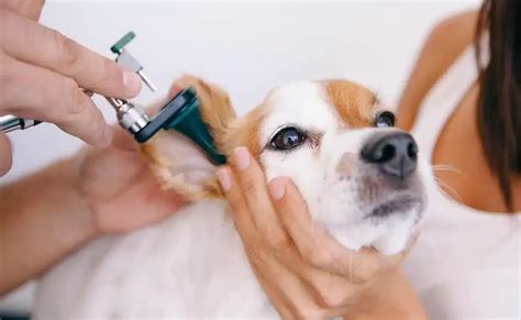 Amoxicillin for Canine Ear Infections: A Comprehensive Guide