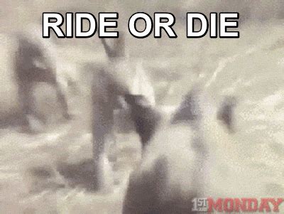 Monkey Rides Pig GIFs - Get the best GIF on GIPHY