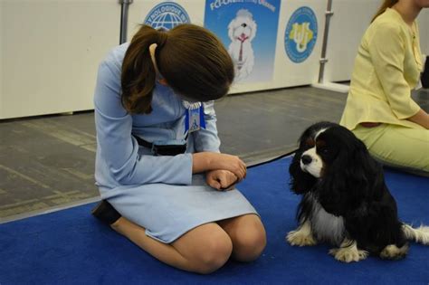 Виставка собак: киянам показали одеську красуню - Вечірній Київ
