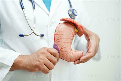 Stomach disease, doctor holding anatomy model for study diagnosis and