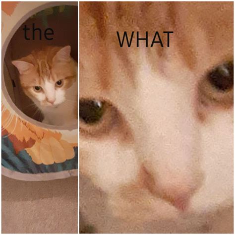 cat blank template imgflip