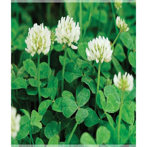 200 Seeds Ground Cover Clover Seeds Perennial Herliom A154 | Etsy