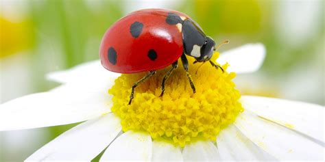 yellow ladybug