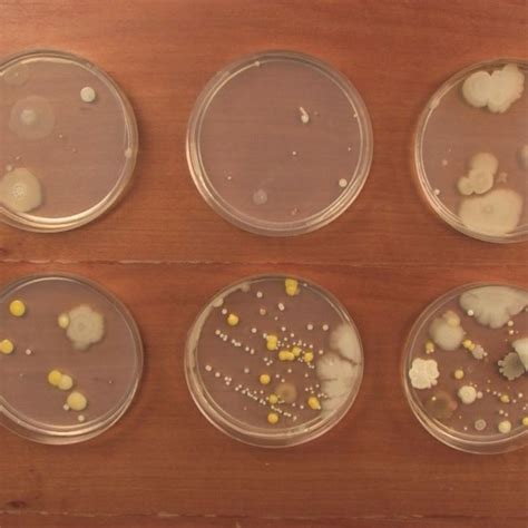 science fair growing bacteria