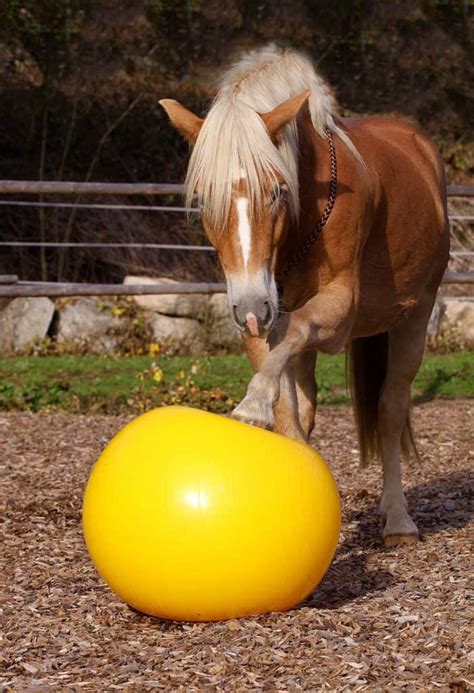 Horse Training Ball | Barefoot Treeless Saddles and Other Riding Gear