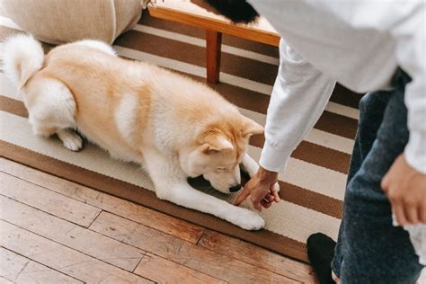 The Counter Surfer's Worst Nightmare: 7 Ways To Outsmart Your Dog