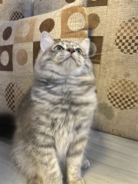 PERSIAN BIG BONE - Pet Finder Philippines - Buy and Sell Pets Online