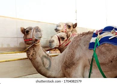 Camel Racing Dubai Uae Stock Photo 1704082579 | Shutterstock