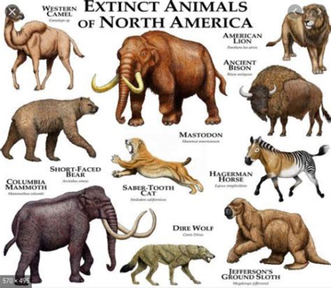 Create a Extinct Megafauna of North America Tier List - TierMaker