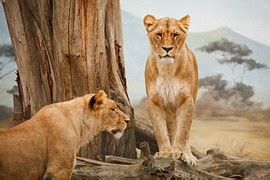Leão Tatuagem Nas Costas Feminina Grande - Leão África Juba Do - Foto gratuita no Pixabay