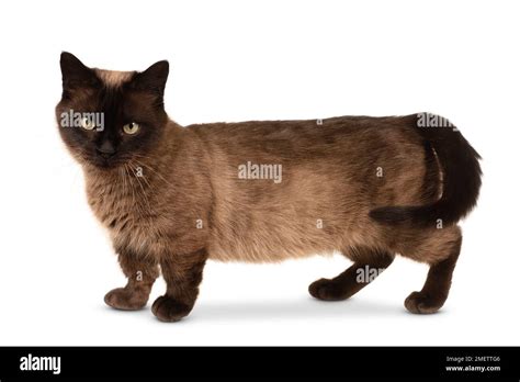 Munchkin Shorthair Cat Stock Photo - Alamy