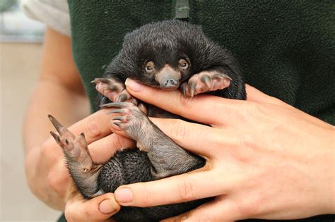 Please observe these teeny echidna puggles that've just been born | Mashable