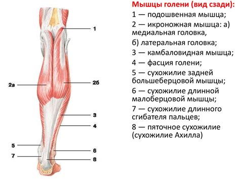 Нижняя конечность - презентация онлайн