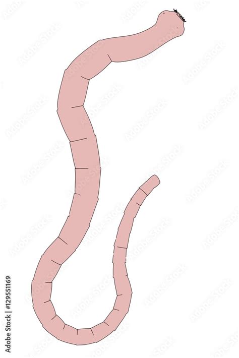 2d cartoon illustration of tapeworm Stock Illustration | Adobe Stock