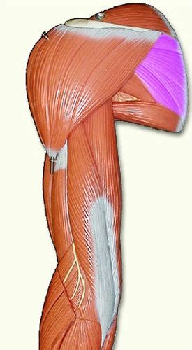 arm muscles lab model labeling flashcards quizlet