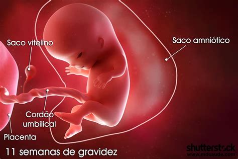Qual O Primeiro Órgão Formado Na Gestação - 11 semanas de gravidez | Gestação semana a semana