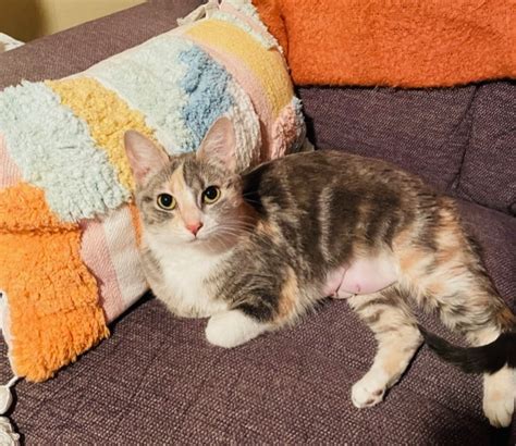 Leilani – Female Dilute Calico 2 Years – Foreclosed Upon Pets, Inc.