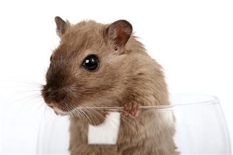 Drømmetydning Hamster - drømme om Hamster