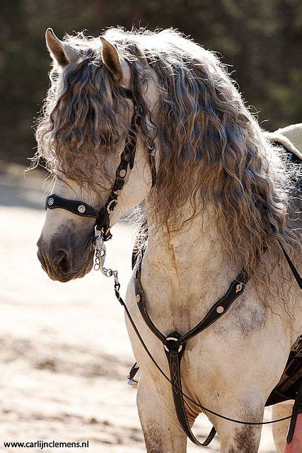 41 Curly Horse ideas | curly horse, horses, curly