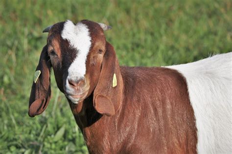 South African Boer Goats - Pet Lovers Nigeria