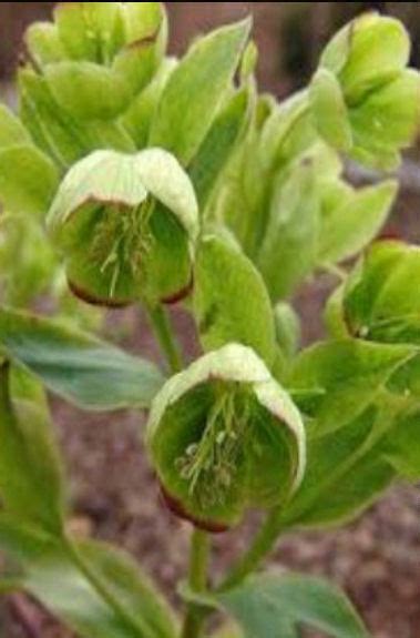 helleborus foetidus  collectors corner buy unusual perennial
