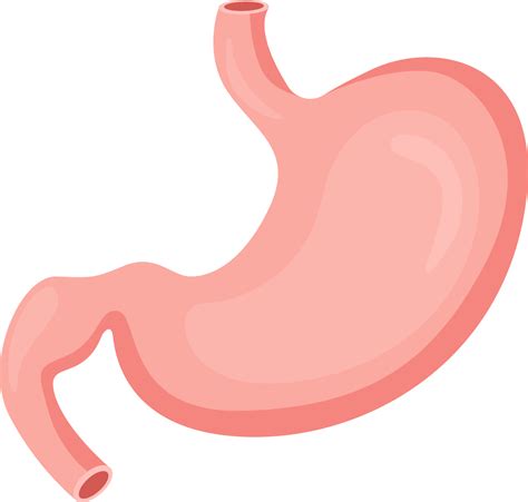 stomach internal organs  human  png