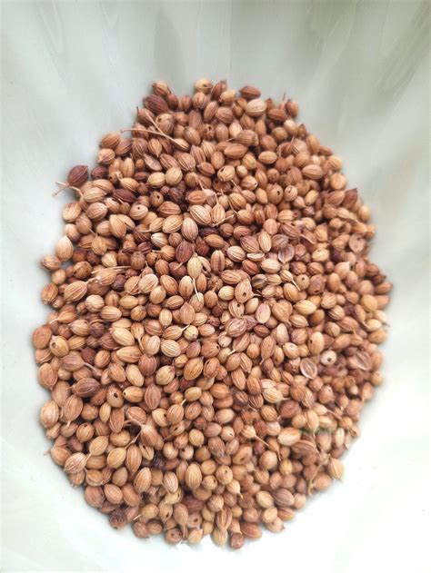 Coriander Seeds 18g • 24 Hours Market | Lagos, Nigeria