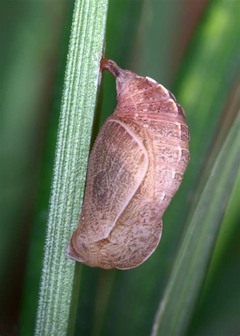 Little Wood-Satyr - Alabama Butterfly Atlas
