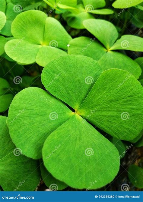 close  photo   leaf clover stock photo image  green closeup
