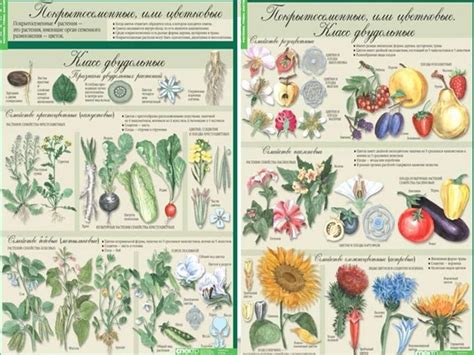 Высшие семенные растения - презентация онлайн