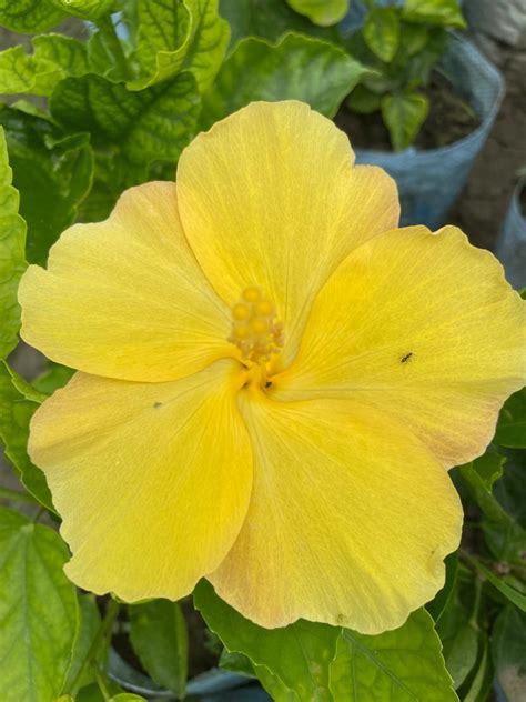 Hibiscus Plants for Sale | Buy Hibiscus Plant Online | Hibiscus Plants ...