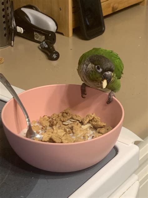 Nothing is sacred anymore.. : r/Conures