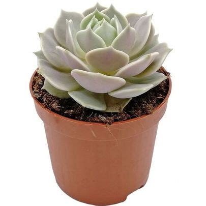 Купить живые суккуленты 🌵 Интернет-магазин суккулентов EnjoyPlants