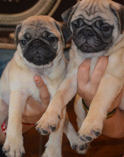 Pug Price In India - Doggywala