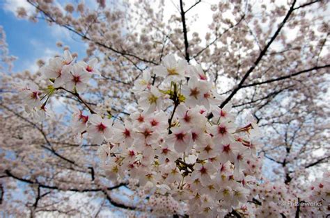 Soak in the Cherry blossom at Yoyogi Park! - Prissiewerks