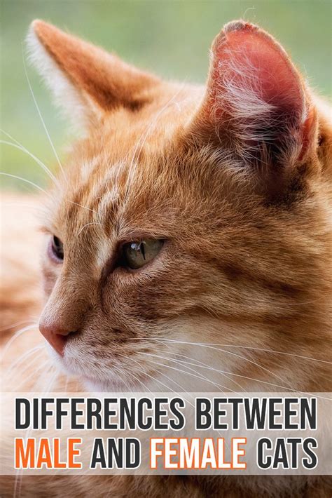 male  female cats    spot  differences cat behavior