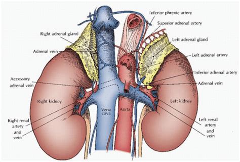 Kidney and adrenal gland anatomy - tutormasop